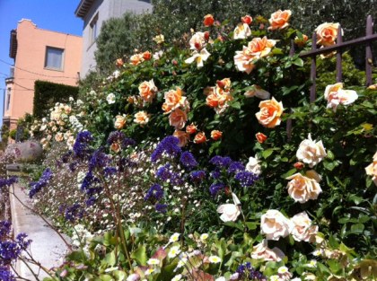 Taking some time to stop and smell the roses...literally