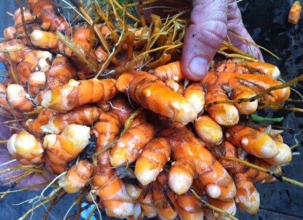 Turmeric Root